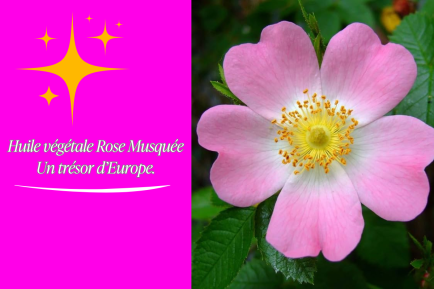 L'Huile Végétale  Rose Musquée (Rosa canina) Un trésor d'Europe.